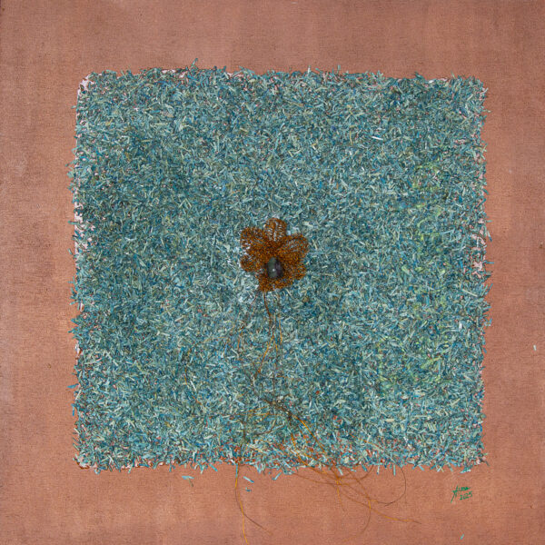 Genesis's Orchid in Cash