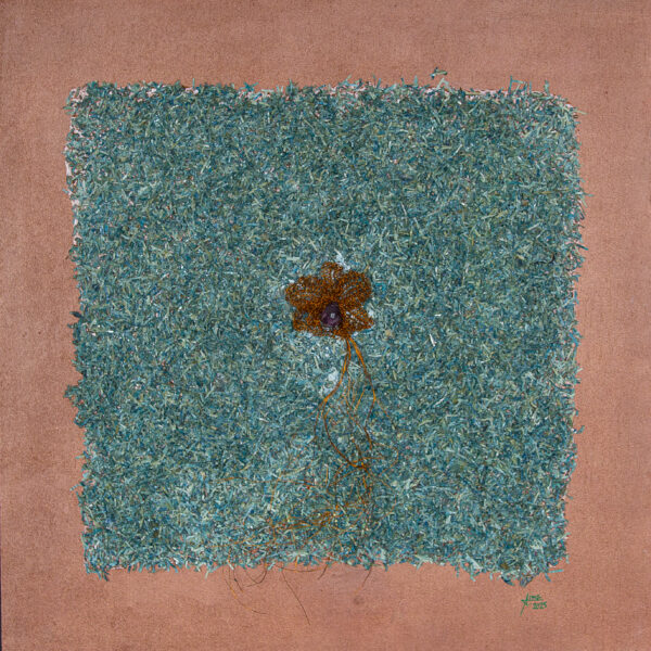 Genesis's Orchid in Cash