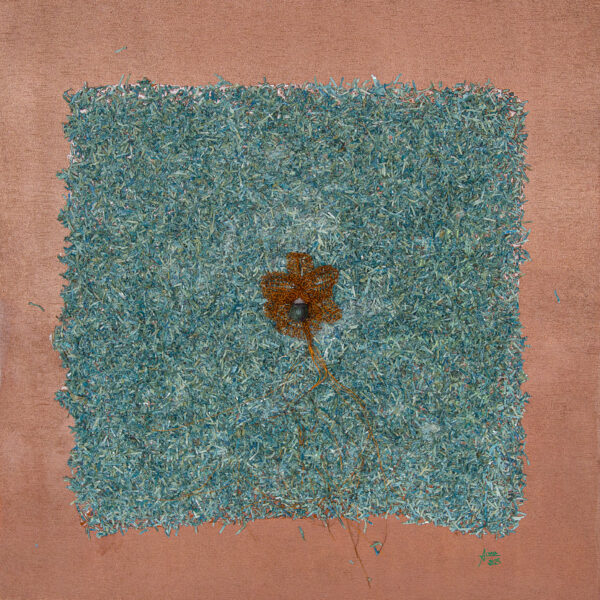 Genesis's Orchid in Cash