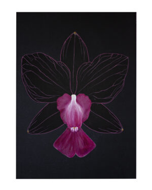 Orquídea Cattleya