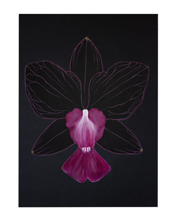 Orquídea Cattleya