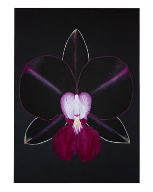 Orquídea Cattleya W.01