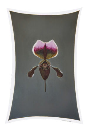 Orquídea Paphiopedilum r.01
