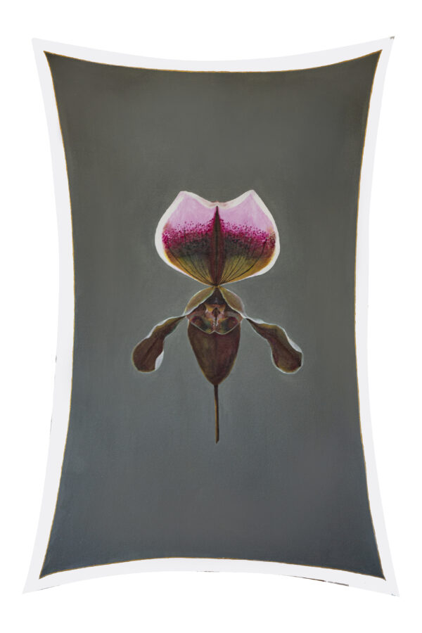 Orquídea Paphiopedilum r.01
