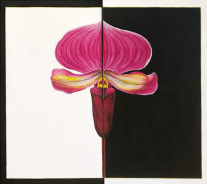 Orquídea Paphiopedilum r.