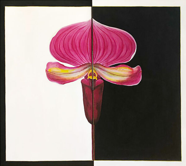 Orquídea Paphiopedilum r.