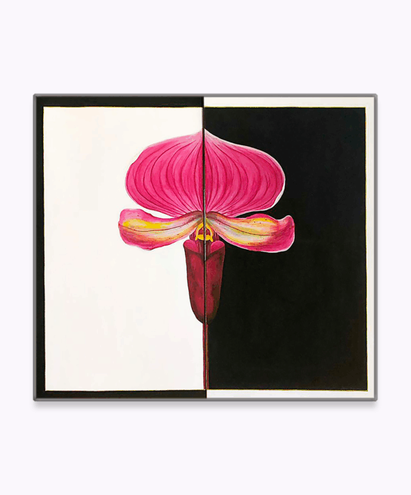 Orquídea Paphiopedilum r. - Image 3