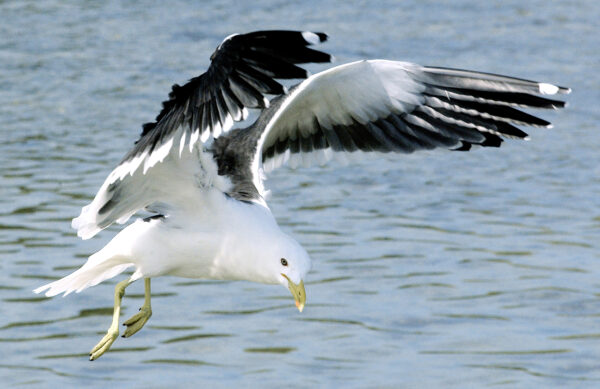 Gaivota serie I