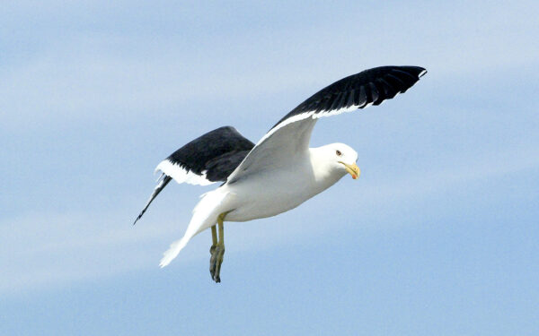 Gaivota serie II