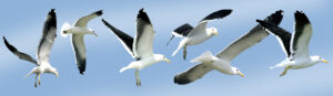 Gaivotas