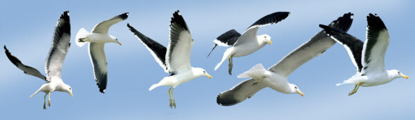 Gaivotas